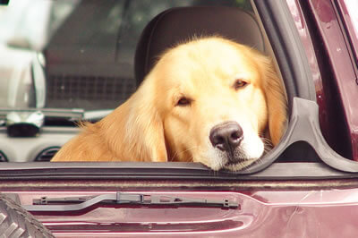 Golden Retriever with sad face sticking out of maroon car window