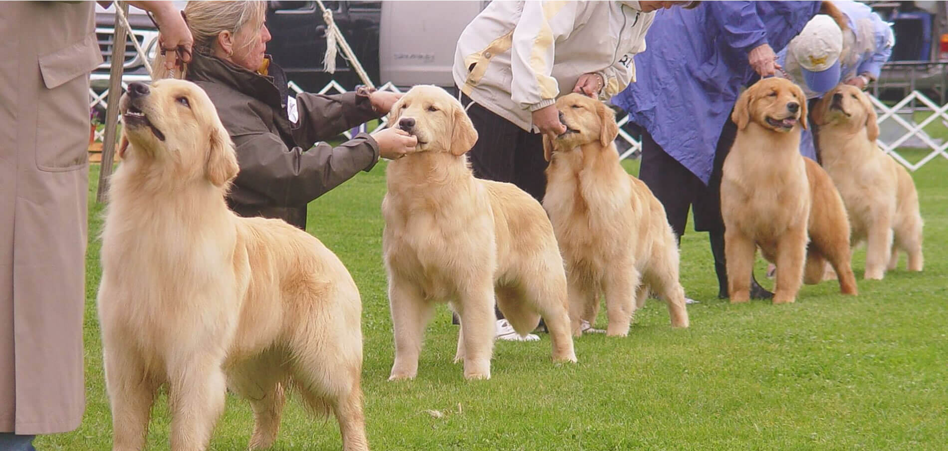 Five Golden Retrievers in line for dog show