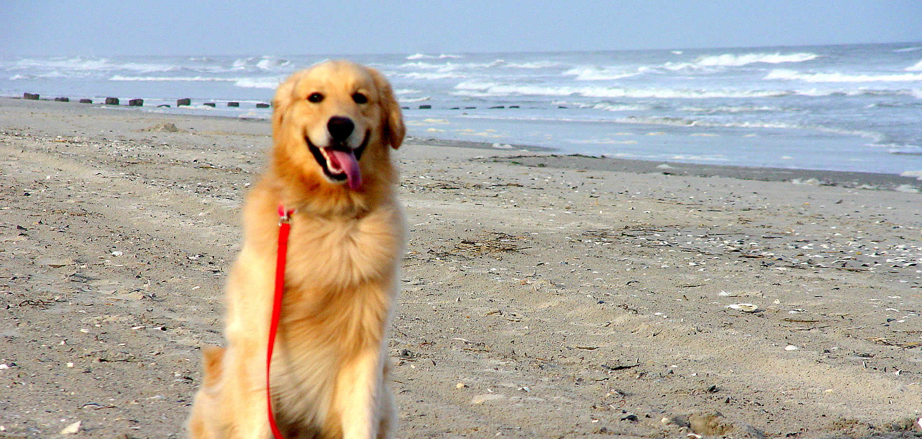 Happy Golden Retriever with Red Leash sitting on beach in front of breaking waves