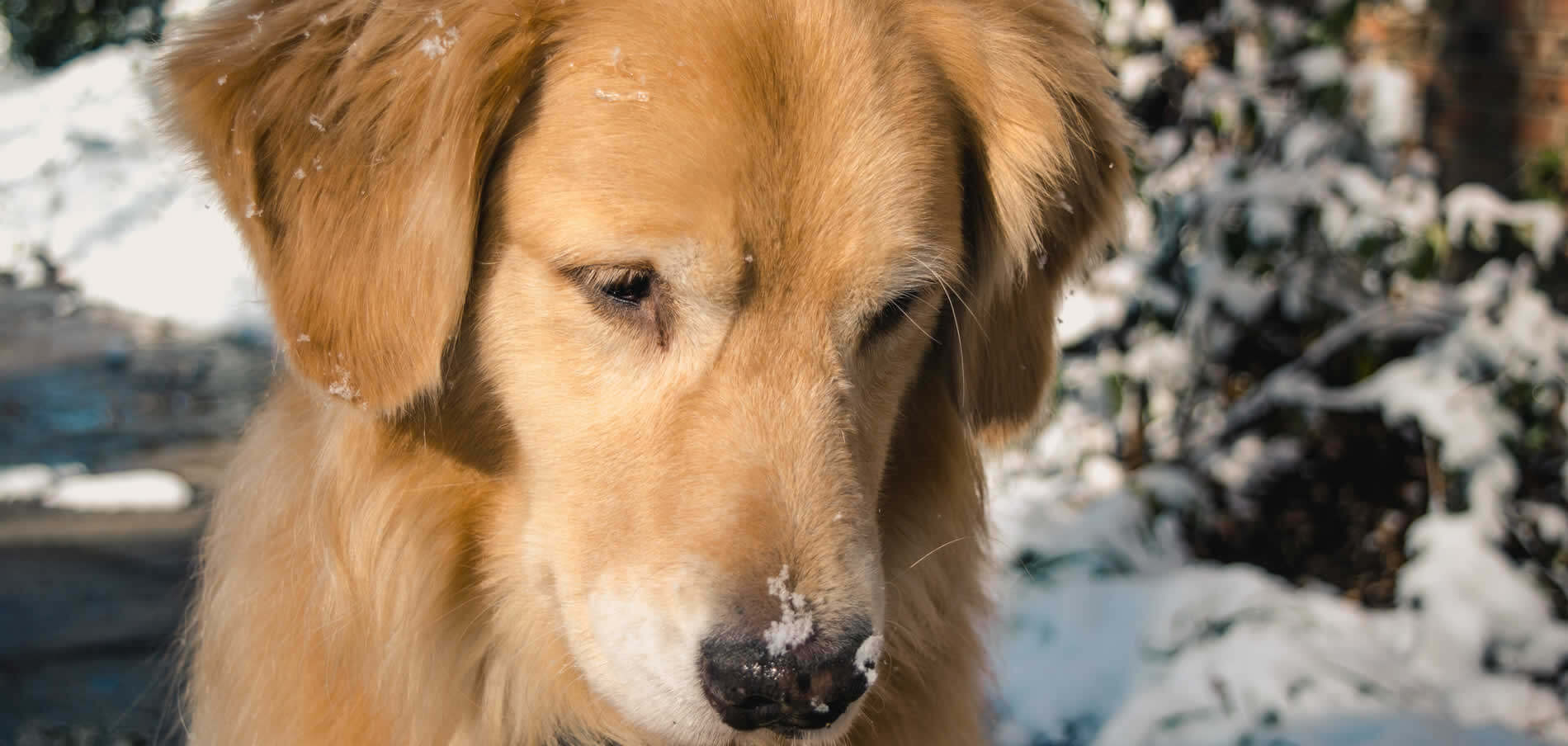 Golden Retriever in winter with snow on his nose