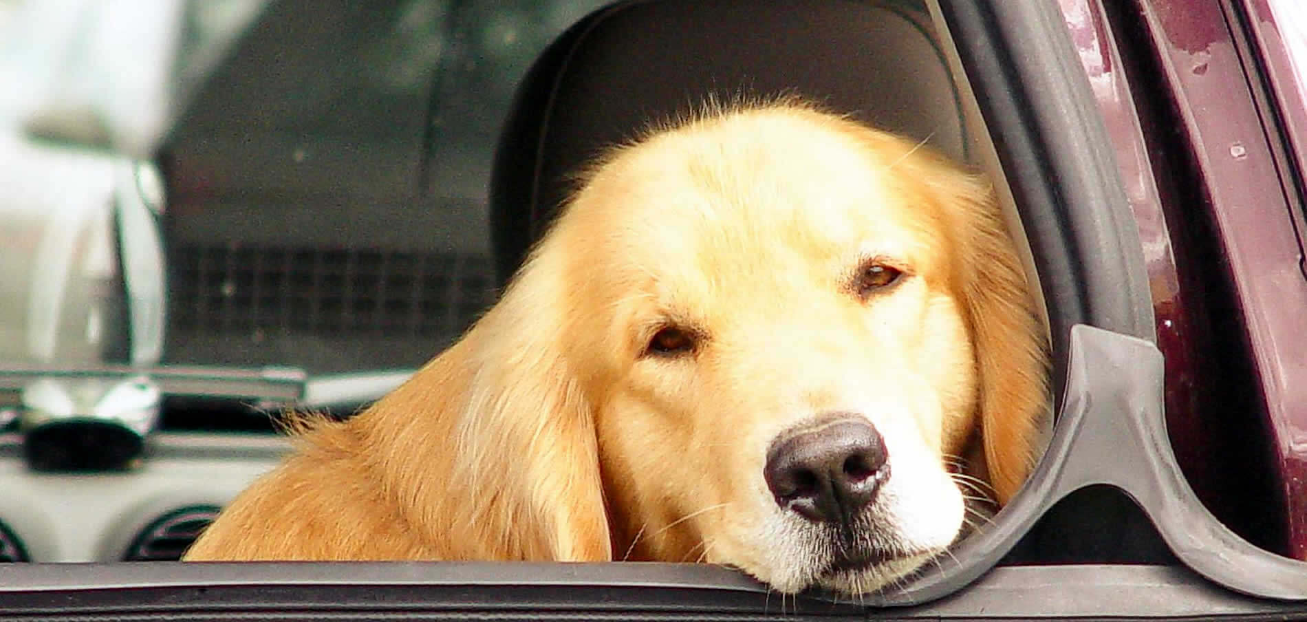Sad Golden Retriever looking out of Maroon Car Window