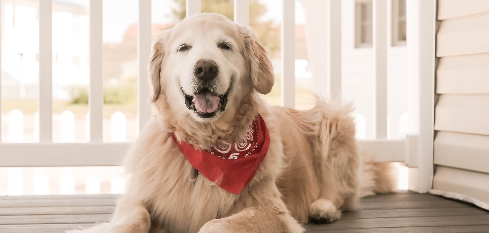Happy Golden Retriever with Red Bandana sitting on porch