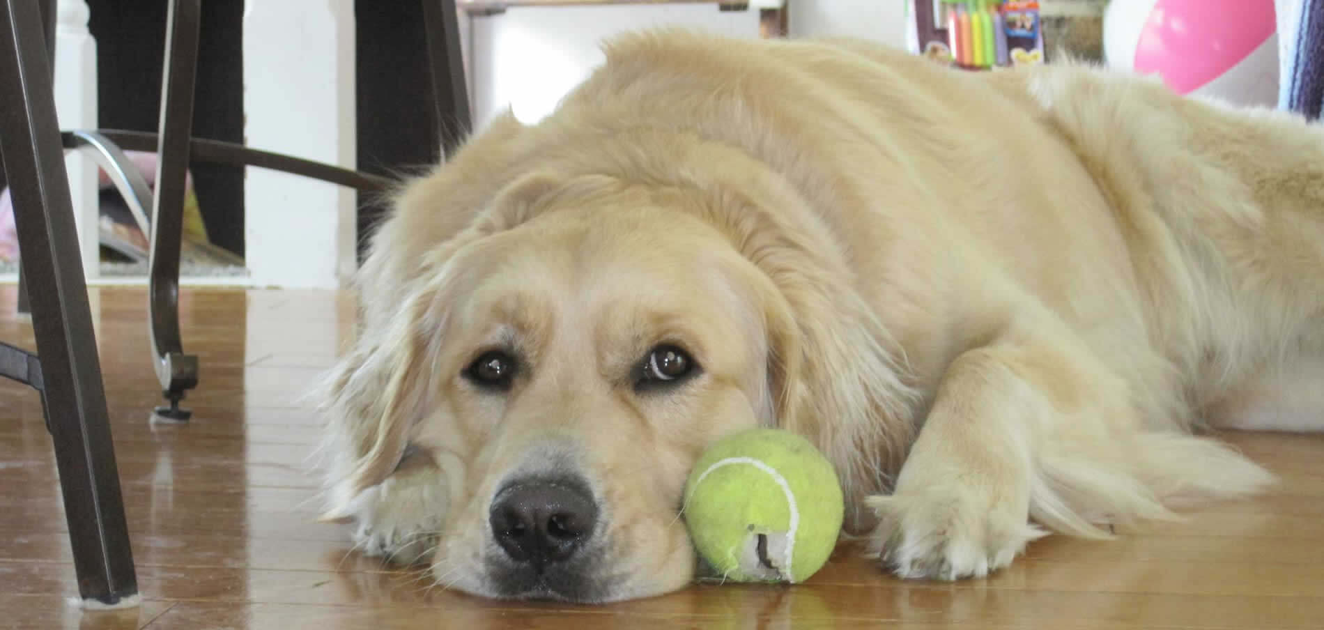Sad Golden Retriever laying with ripped up tennis ball