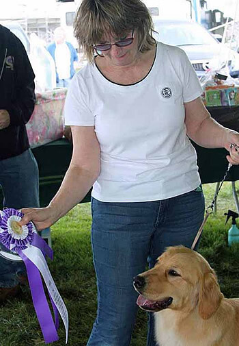 Handler showing purple and white ribbon to winning Golden Retriever