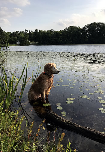 Wet Golden Retriever sitting on lake bank amongst lily pads