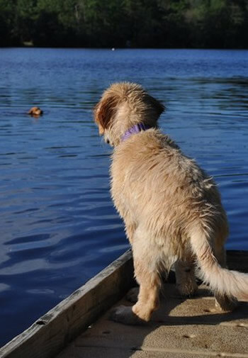 Golden Retriever Puppy on dock watching adult Golden swimming in blue lake
