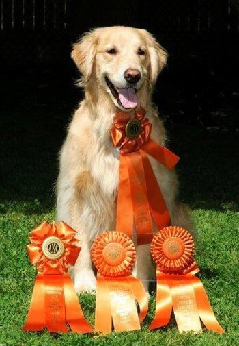 Award Winning Golden Retriever with Four Orange best in show ribbons