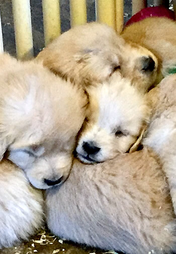 Group of Golden Retriever puppies laying on top of each other napping